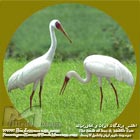 درنا ی سفید سیبری